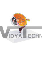 The dissection model of one side of right eyeball